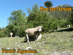 Grassland Agudes